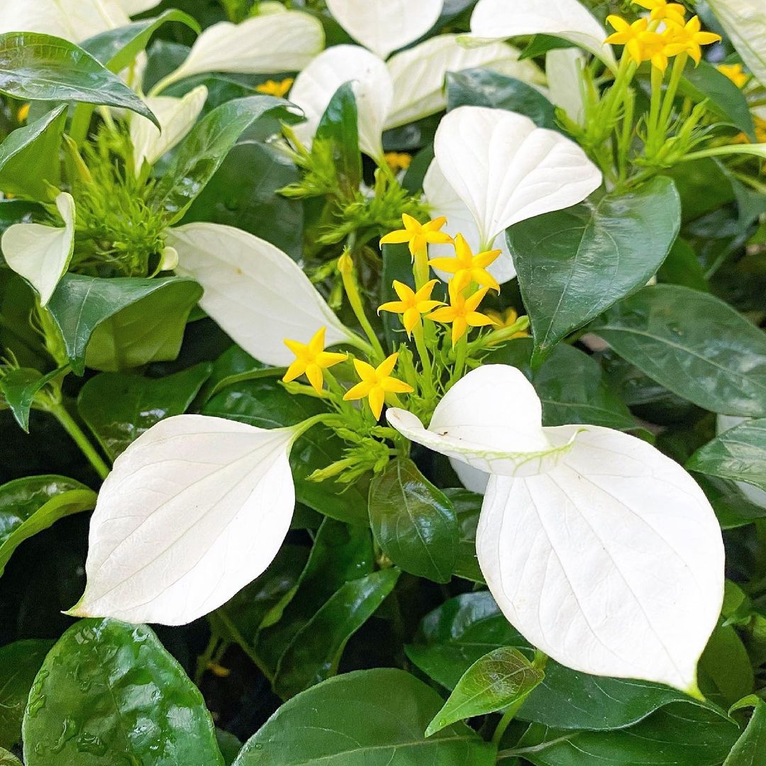 その他ハンカチの木 苗 花木 植物 コンロンカ 崑崙花 - その他